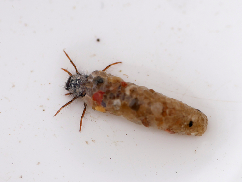 Apatania muliebris