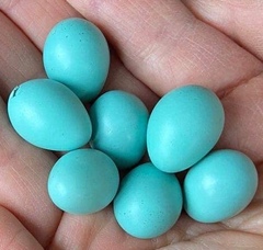 Phoenicurus phoenicurus