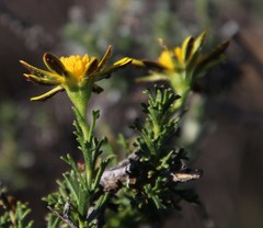 Euryops subcarnosus