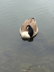 Branta canadensis