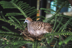 Geopelia striata