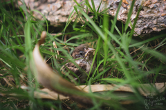 Passer montanus