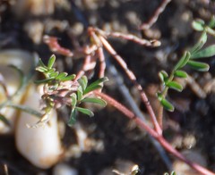 Hippocrepis scorpioides