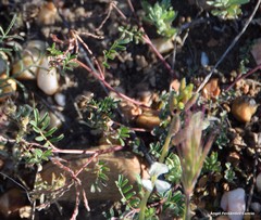 Hippocrepis scorpioides