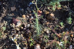 Hippocrepis scorpioides