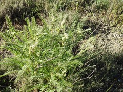 Astragalus alopecuroides