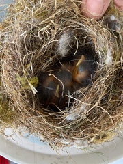 Phoenicurus phoenicurus