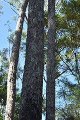 Eucalyptus resinifera