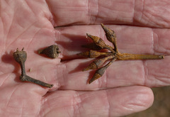 Eucalyptus resinifera