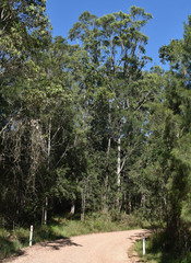 Eucalyptus resinifera