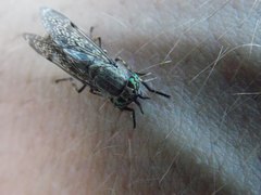 Haematopota pluvialis