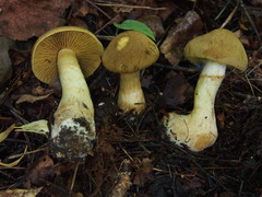 Cortinarius cotoneus