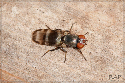 Euxesta eluta photo 6