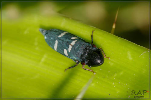 Ochrostacta physocephala