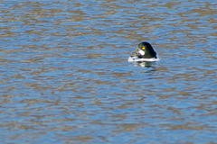 Bucephala clangula clangula