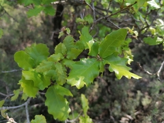Quercus × cerrioides