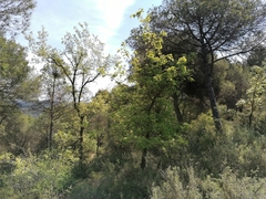 Quercus × cerrioides