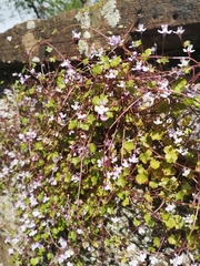 Cymbalaria muralis