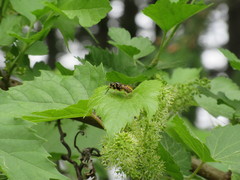 Temnostoma alternans