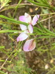 Polygala langebergensis