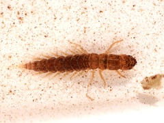 Sialis fuliginosa