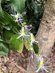 Capparis micracantha