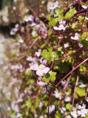 Cymbalaria muralis