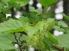 Temnostoma alternans