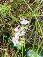 Polygala langebergensis