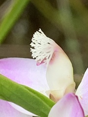 Polygala langebergensis