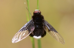 Ogcodocera leucoprocta