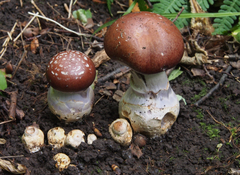 Cortinarius praestans
