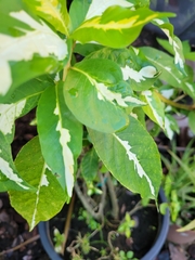 Graptophyllum