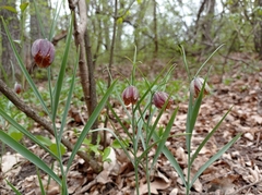 Fritillaria montana