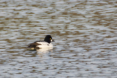 Bucephala clangula clangula