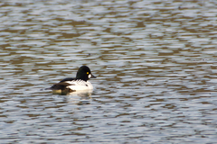 Bucephala clangula clangula
