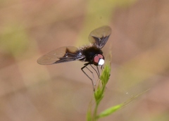 Ogcodocera leucoprocta