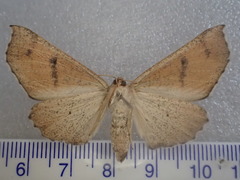 Mnesampela privata
