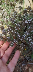 Thymus vulgaris