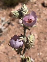Sphaeralcea ambigua rosacea