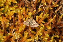 Pyrausta ostrinalis