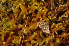 Pyrausta ostrinalis