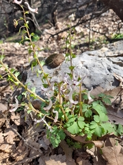 Corydalis triternata