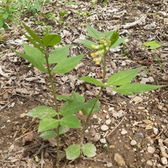 Vicia oroboides