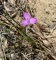 Callisia graminea