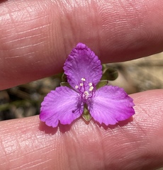 Callisia graminea