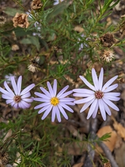 Olearia tenuifolia