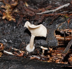 Clitocybe semiocculta