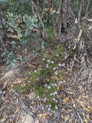 Olearia tenuifolia