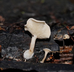 Clitocybe semiocculta